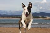 AMSTAFF ADULT 268
